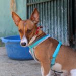 Podenco Romulo, 12/2024, ca. 40 cm