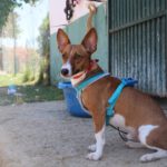Podenco Romulo, 12/2024, ca. 40 cm