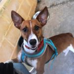 Podenco Romulo, 12/2024, ca. 40 cm