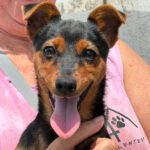 Pinscher-Mischling Saltarin, 02/2026, Endgröße ca. 38 cm