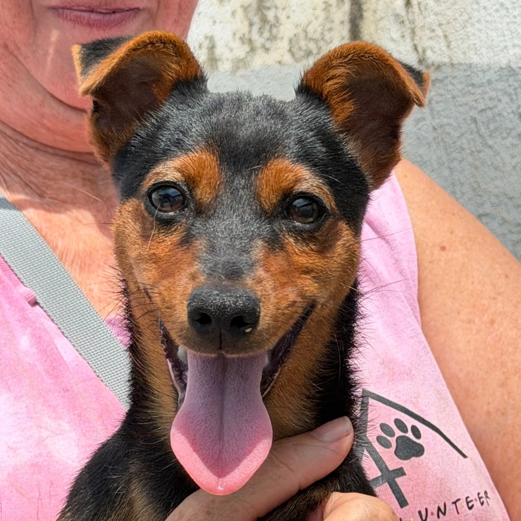 Pinscher-Mischling Saltarin, 02/2026, Endgröße ca. 38 cm