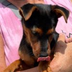 Pinscher-Mischling Saltarian, 02/2026, Endgröße ca. 38 cm