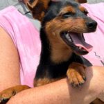 Pinscher-Mischling Saltarian, 02/2026, Endgröße ca. 38 cm