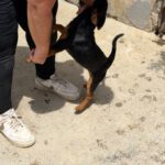 Pinscher-Mischling Saltarian, 02/2026, Endgröße ca. 38 cm