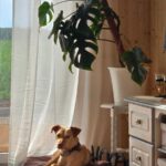 Podenco Mischling Snoopy, 08/2023, ca. 45 cm, 15326 Zeschdorf