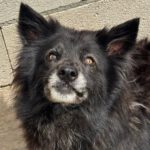 Schäferhund-Mischling Sombra, 03/2020, 53 cm
