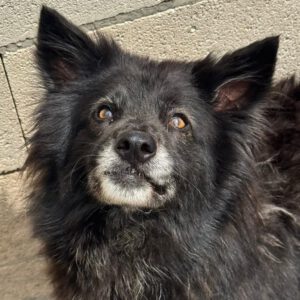 Schäferhund-Mischling Sombra, 03/2020, 53 cm