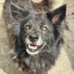 Schäferhund-Mischling Sombra, 03/2020, 53 cm