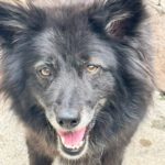 Schäferhund-Mischling Sombra, 03/2020, 53 cm