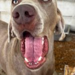 Weimaraner Stephan, 10/2024, ca. 70 cm