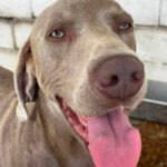 Weimaraner Stephan, 10/2024, ca. 70 cm