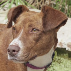 Podenco Mischling Suki, 07/2023, ca. 45 cm