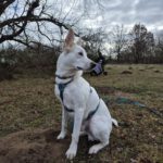 Mischling Sushi, 04/2025 , Größe ca.50- 55 cm, 18195 Tessin