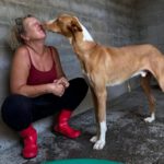 Podenco Ibicenco Tango, 06/2021, ca. 65 cm