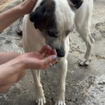Boxer Mischling Tano, 06/2020, ca. 50 cm