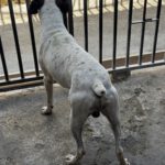Boxer Mischling Tano, 06/2020, ca. 50 cm