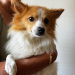 Pomeranian Mischling Temu, 06/2025, ca. 35 cm