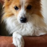 Pomeranian Mischling Temu, 06/2025, ca. 35 cm
