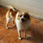 Pomeranian Mischling Temu, 06/2025, ca. 35 cm