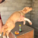Podenco Tia Maria, 04/2026, Endgröße ca. 40 cm