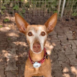 Podenco Titi, 05/2017, ca. 40 cm, 86459 Gessertshausen