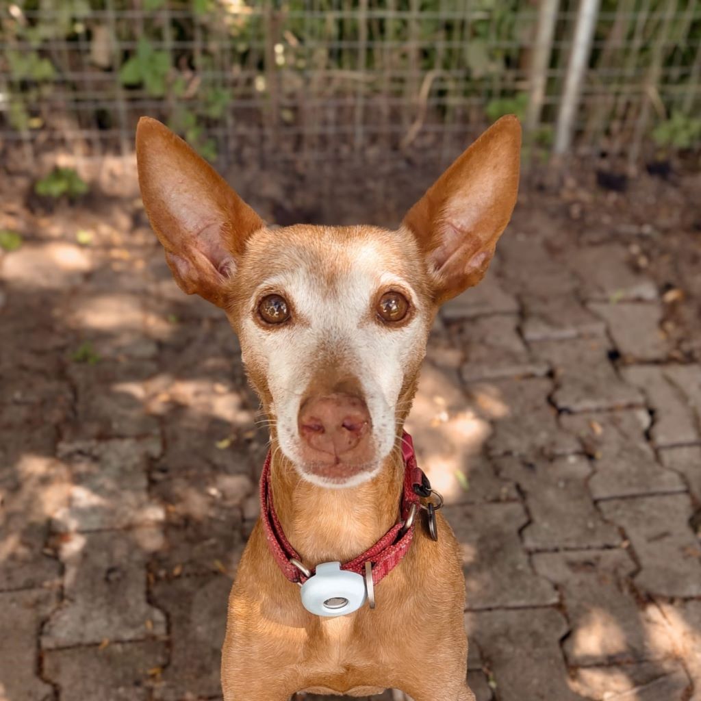 Podenco Titi, 05/2017, ca. 40 cm, 86459 Gessertshausen