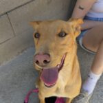 Podenco Turron, 02/2023, ca. 45 cm