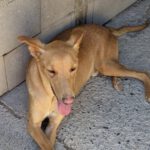 Podenco Turron, 02/2023, ca. 45 cm