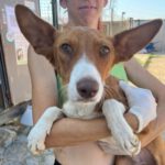 Podenco Vaiana, 01/2022, ca. 38 cm