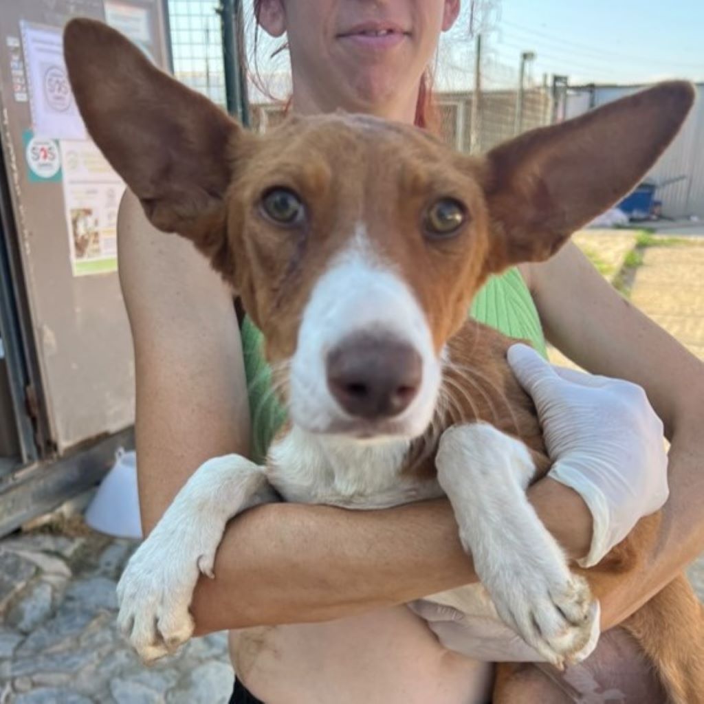 Podenco Vaiana, 01/2022, ca. 38 cm