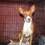 Podenco Vaiana, 01/2022, ca. 38 cm
