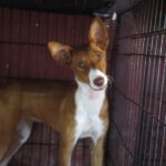 Podenco Vaiana, 01/2022, ca. 38 cm