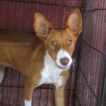 Podenco Vaiana, 01/2022, ca. 38 cm