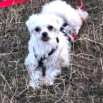 Malteser Vicky, 10/2020, ca. 25 cm, 76831 Heuchelheim