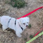 Malteser Vicky, 10/2020, ca. 25 cm, 76831 Heuchelheim