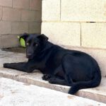 Podenco Virgil, 07/2024, ca. 50 cm