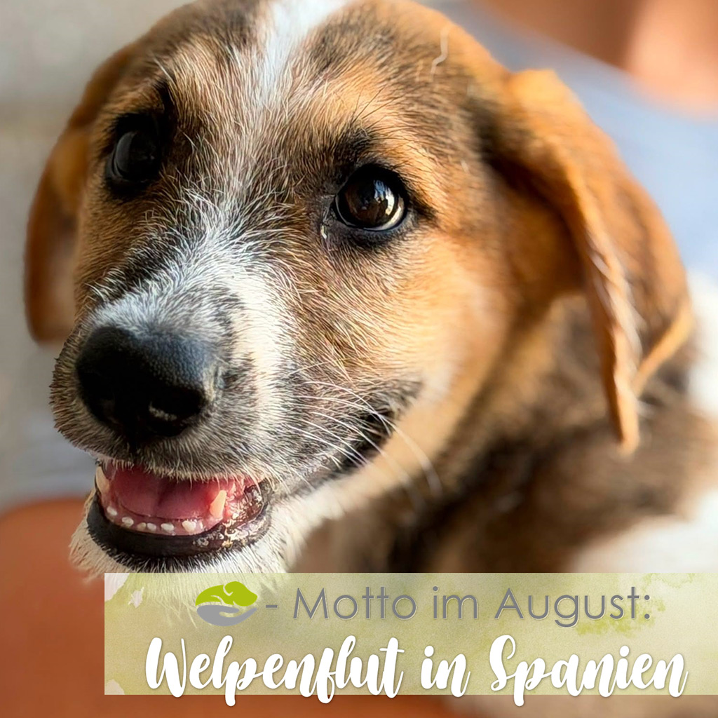 SALVA-Motto im August: Welpenflut in Spanien