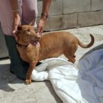 Podenco Maneto Whisky, 07/2018, ca. 35 cm