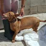 Podenco Maneto Whisky, 07/2018, ca. 35 cm