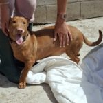 Podenco Maneto Whisky, 07/2018, ca. 35 cm