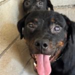 Rottweiler Willy, 07/2025, ca. 60 cm