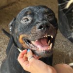 Rottweiler Willy, 07/2025, ca. 60 cm