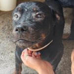 Rottweiler Willy, 07/2025, ca. 60 cm
