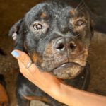 Rottweiler Willy, 07/2025, ca. 60 cm