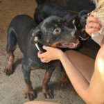 Rottweiler Willy, 07/2025, ca. 60 cm