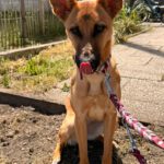 Malinois-Podenco-Mischling Ymir, 08/2025, Endgröße ca. 50-55 cm,57555 Mudersbach