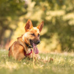 Malinois-Podenco-Mischling Ymir, 08/2025, Endgröße ca. 50-55 cm,57555 Mudersbach