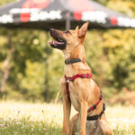 Malinois-Podenco-Mischling Ymir, 08/2025, Endgröße ca. 50-55 cm,57555 Mudersbach