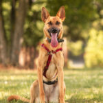 Malinois-Podenco-Mischling Ymir, 08/2025, Endgröße ca. 50-55 cm,57555 Mudersbach