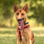 Malinois-Podenco-Mischling Ymir, 08/2025, Endgröße ca. 50-55 cm,57555 Mudersbach